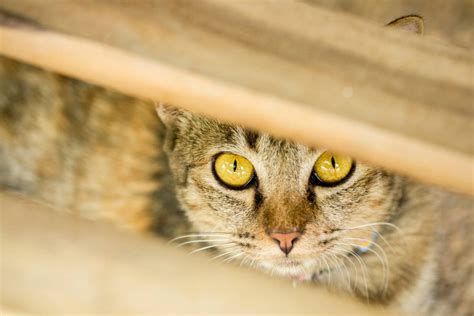 Why Cats Hide And When You Should Be Concerned Ellevet Sciences