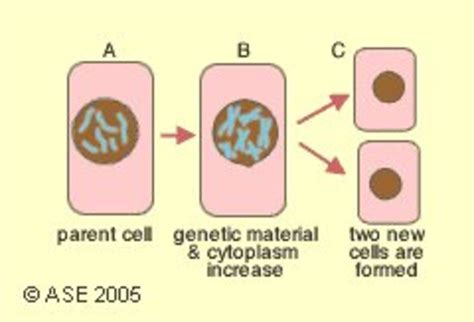 Mitosis Animation | Teaching Resources