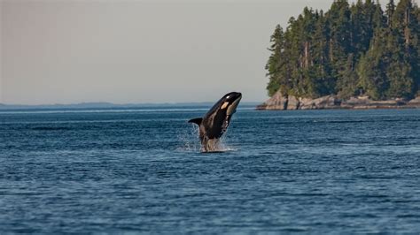 9 Best Places For Whale Watching Canada Know Before You Go