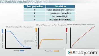 Transpiration | Definition, Factors & Types - Lesson | Study.com