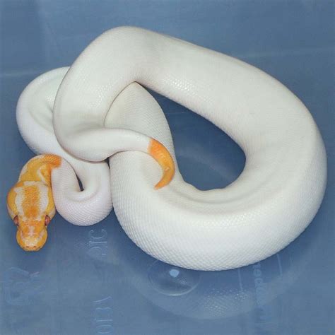 Dreamsicle Het Red Axanthic Ball Python By Corey Woods Reptile