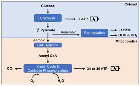 Week 6 Glycolysis And Gluconeogenesis Flashcards Quizlet