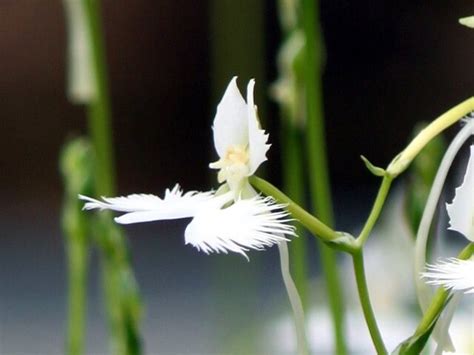 White Egret Flower Pecteilis Radiata Flower Database