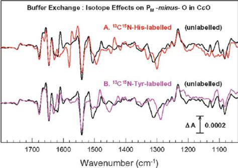 Perfusion Induced ATR FTIR Difference Spectra Of Catalytic