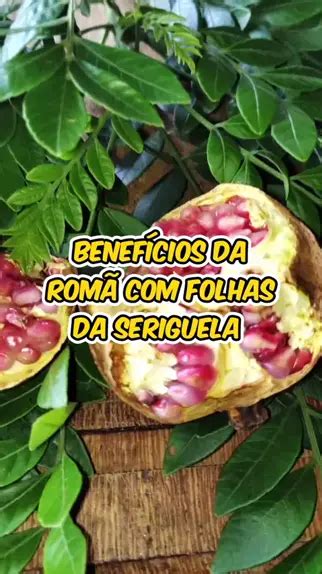 Benefícios da romã folhas da seriguela Uma opção natural para