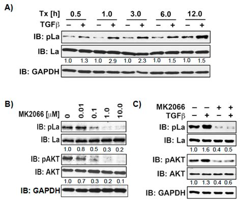 Cancers Free Full Text Rna Binding Protein La Mediates Tgfβ Induced