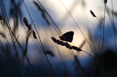 Kostenlose Foto Ast Vogel Fl Gel Sonnenuntergang Sonnenlicht