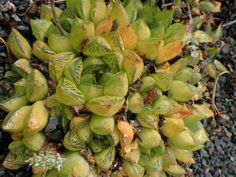 Haworthia Transiens Mundo De Las Suculentas 2024