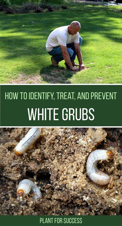 How To Identify Treat And Prevent Grubs Lawn Care Tips Lawn Pests Lawn Care Schedule