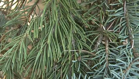 5 Reasons For Birds Nest Spruce Turning Brown [treatment Guide]