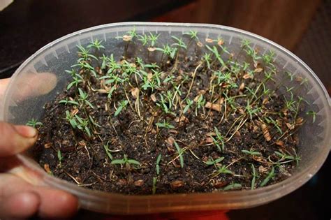Как сажать тую: виды, сроки, подходящее место и уход - Organic Mix