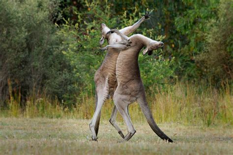 Seven-Foot Kangaroo Puts Farmer in Headlock, Beats Him Up - Newsweek