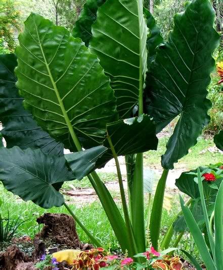 Borneo Giant Huge Elephant Ear Taro Alocasia Macrorrhiza Small Rooted Plants Ebay