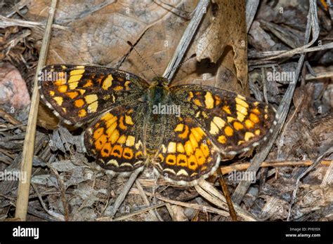 North American Butterfly Hi Res Stock Photography And Images Alamy