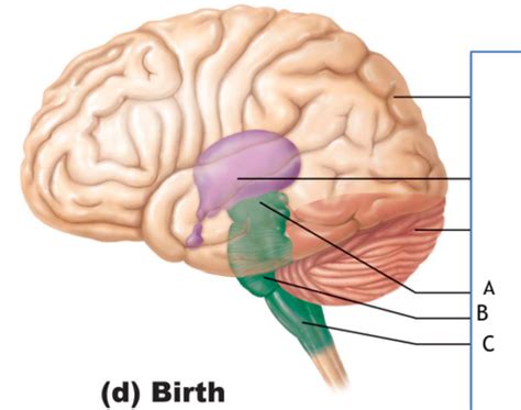 Brain Stem Flashcards Quizlet