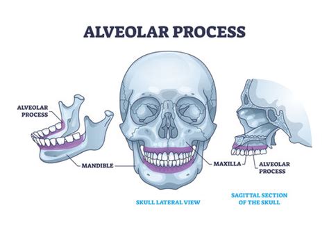 Alveolar Images – Browse 958,919 Stock Photos, Vectors, and Video ...