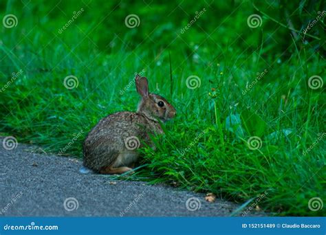 A Wild And Very Cute Rabbit Stock Image Image Of Background Domestic