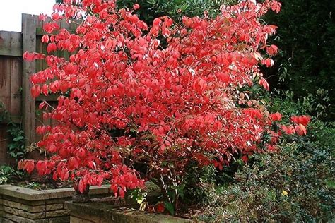 Invasive Species Spotlight Burning Bush Euonymus Alatus Brandywine Conservancy And Museum