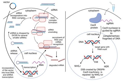 Polθ Inhibition An Anticancer Therapy For Hr Deficient Tumours Pmc