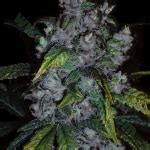 Good Wild Shark Von Bulk Seed Bank Cannabis Sorten Infos