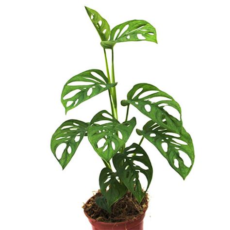 Jual Tanaman Hias Philodendron Monstera Adansonii Janda Bolong Shopee