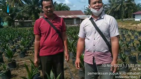 Pemeriksaan Pupuk Dan Bibit Di Kud Sahabah Desa Setuntung Kec