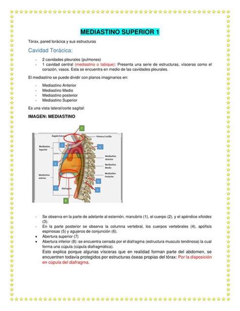 Mediastino Superior Zarai Zamata Udocz