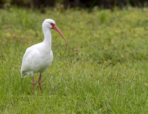 Ibis Wetland Bird Stock Image Image Of Wildlife Bird 262549199