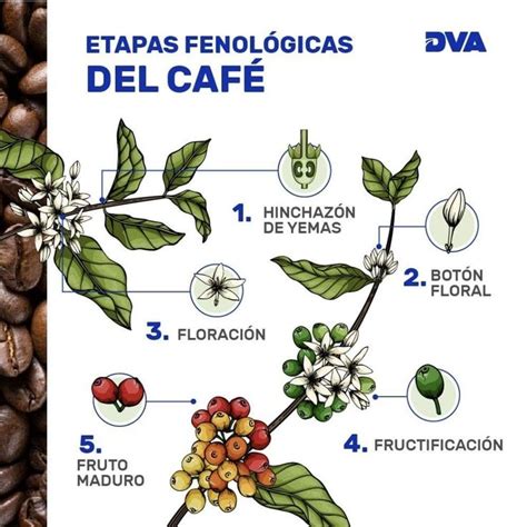 Tatto Inspo Planta De Cafe Grano De Cafe Dibujo Beneficios Del Cafe