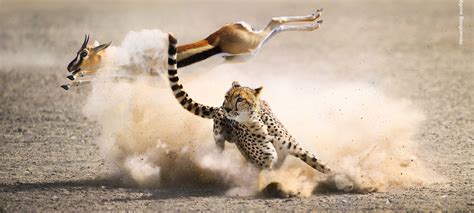 12 Suspenseful Animal Battles You Must Watch Anglophenia Bbc America