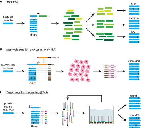 Sort Seq Tools Sequence Function Relationship Modeling For Massively Parallel Assays Biorxiv