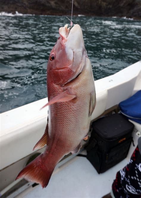 How to catch California Sheepshead