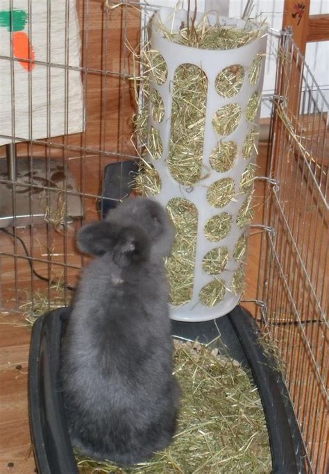 Rabbit Hay Racks - What are the Options? - Bunny Approved - House ...