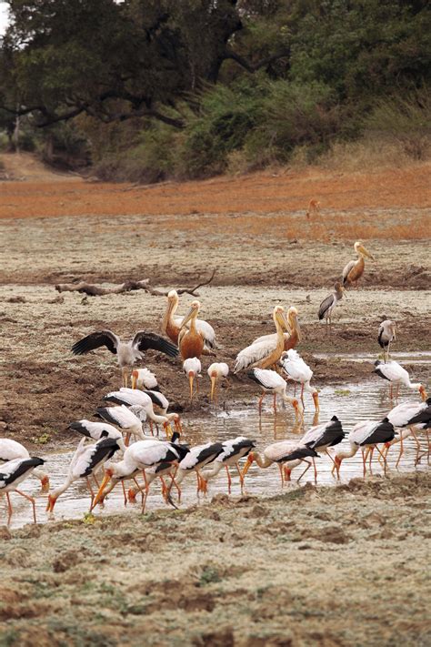 Un Safari En El Parque Nacional De South Luangwa A Orillas Del R O Que