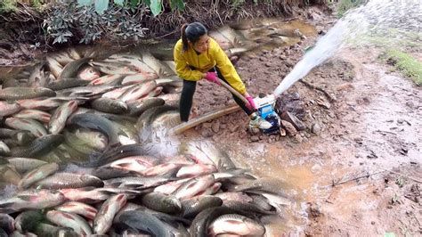 How To Make Trap To Catch Big Carp Continue To Finish The House