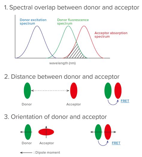 Monitoring Of Protein Behavior By Using Fret Jasco Global