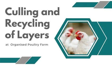 Culling And Recycling Of Layers At Organised Poultry Farm Sr Publications