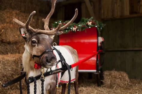 Santa Grotto With Real Reindeer Is Coming To Cornwall This Christmas