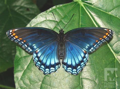 Red Spotted Purple Exhibits