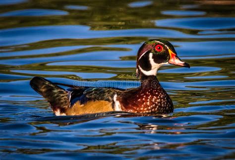 Imagen De Primer Plano De Un Pato De Madera Macho Nadando En Agua Azul