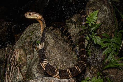 King Cobra In October By Artur Tomaszek Inaturalist