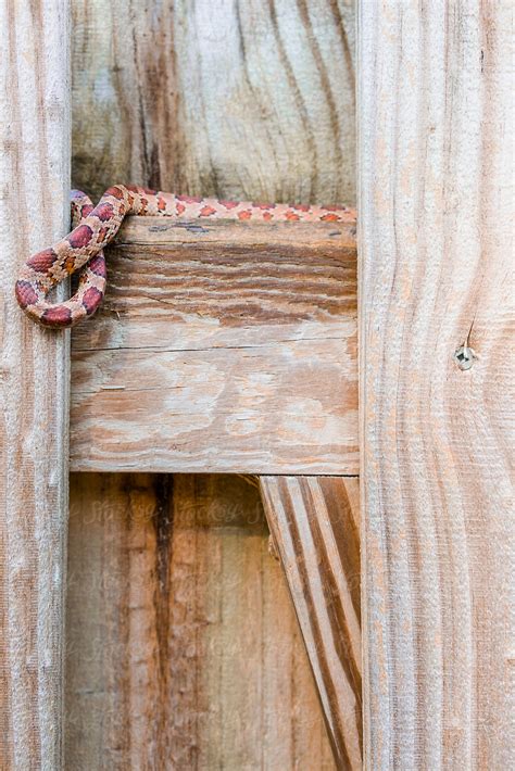 "SouthEast American Corn Snake Hides On The Fence" by Stocksy Contributor "SKC" - Stocksy