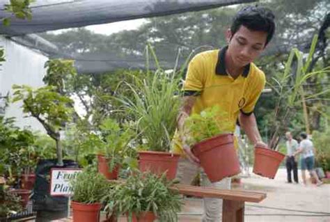 Anti Nyamuk Letakkan Tanaman Pengusir Nyamuk Ini Di Rumah Anda