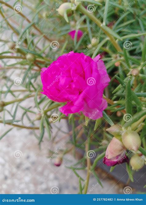 flower for vietnam 2