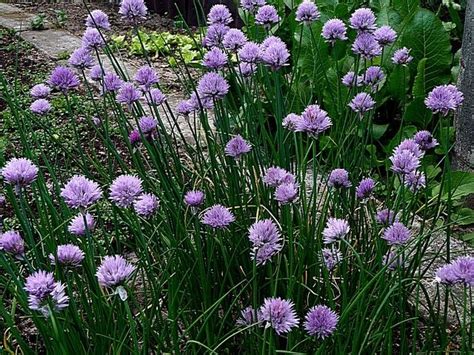 Szczypiorek Allium Schoenoprasum Allium Schoenoprasum Allium Plants