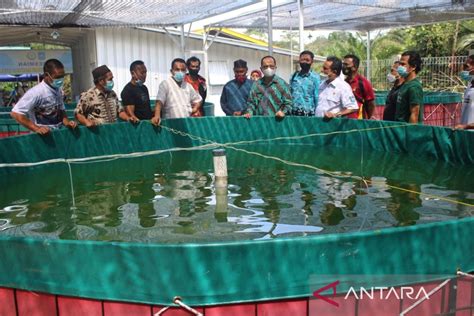 Nilai Produksi Perikanan Budidaya Bangka Tengah Rp18 9 Miliar ANTARA