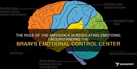 The Role Of The Amygdala In Regulating Emotions: Understanding The ...