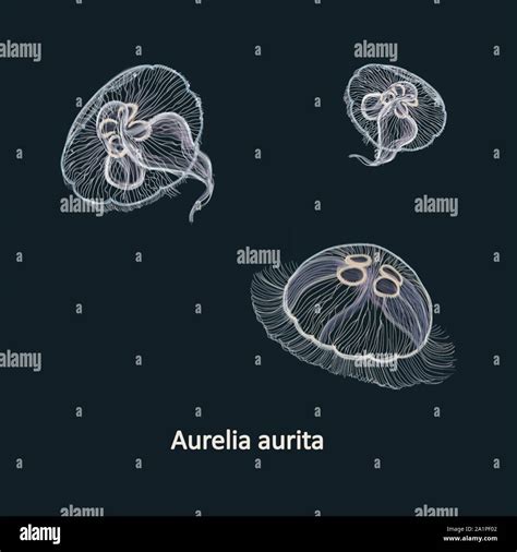 Hand Drawn Vector Illustration Of Jellyfish Aurelia Aurita Also Called