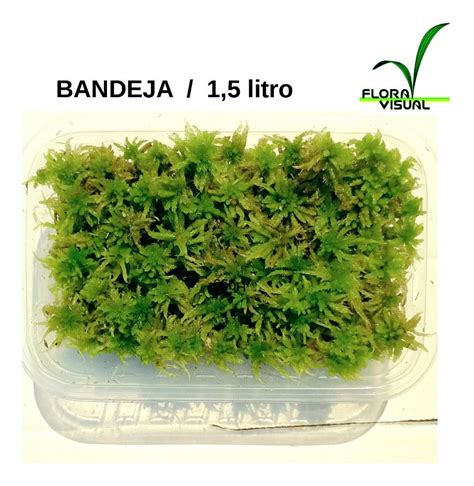 Musgo Fofão Vivo Kokedama Orquídeas Carnívoras bandeja 1 L MercadoLivre