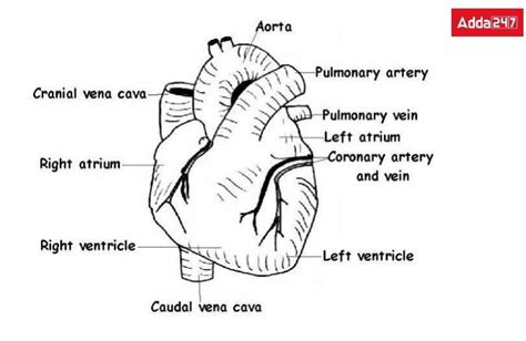 Human Heart Diagram With Labelling And Functions